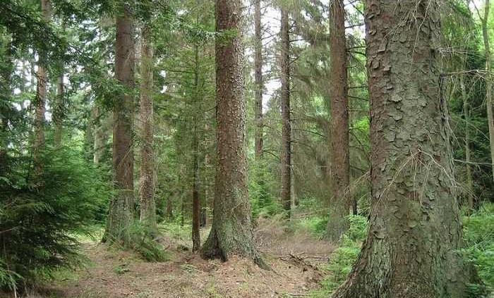 2012_02_15_800px-picea_sitchensis_forest_rsz (1)