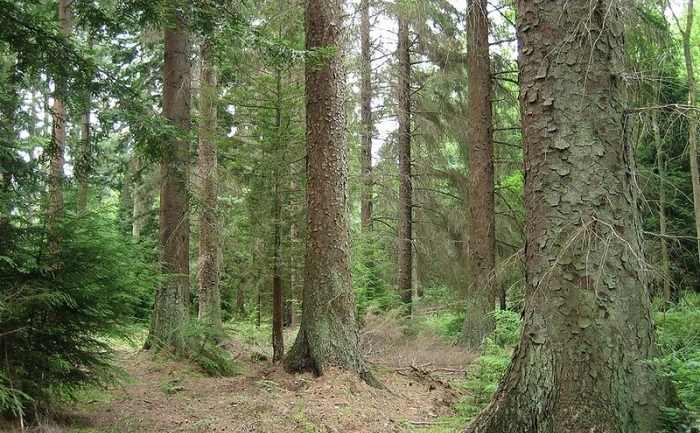 2012_02_15_800px-picea_sitchensis_forest_rsz (1)