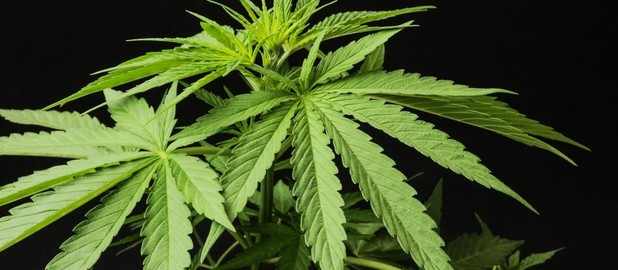 cover-marijuana-618x270