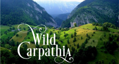 c238x128_Wild_Carpathia