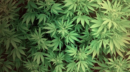 marijuana