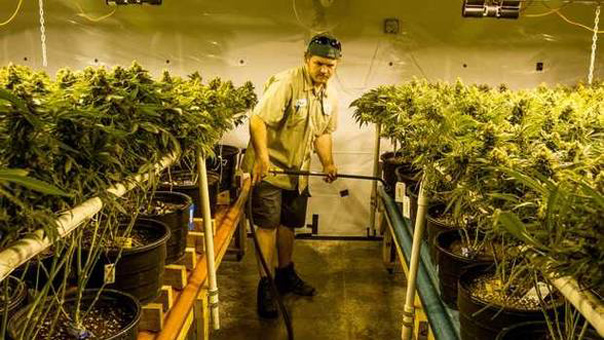 Un-alt-efect-al-canabisului--Piata-muncii-din-SUA-se-invioreaza-odata-cu-legalizarea-industriei