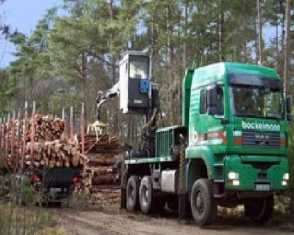 Holz