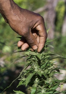 canabis Jamaica - foto preluat de pe totb.ro