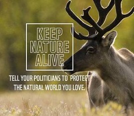 foto preluat de pe wwf.ro