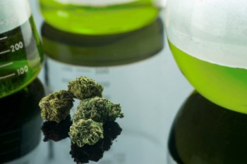Marijuana - foto - totb.ro