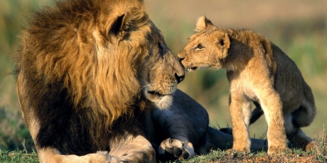 leufoto - secure.avaaz.org