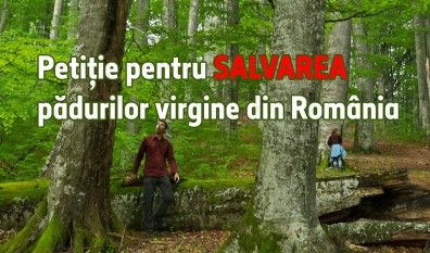 Petiție pentru SALVAREA pădurilor virgine din România - foto: agentgreen.ro