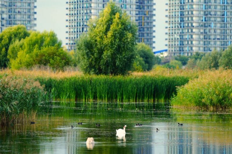 Parcul Natural Văcăreşti - foto: parcnaturalvacaresti.ro