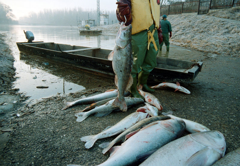 Pești morți in urma scurgerii de cianură de la Baia Mare (30 ianuarie 2000) - foto preluat de pe ro.wikipedia.org
