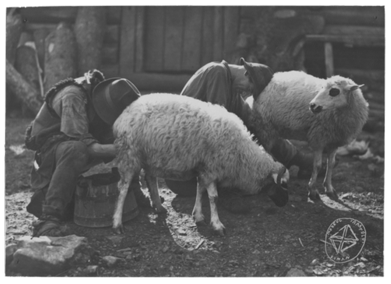 Mulsul oilor la stână, Munții Rarău, Moldova, 1880-1955 (MAP-4123) Sursa foto> Arhiva de Imagine MȚR - Colecția MAP
---> https://bit.ly/3FgllhU - foto preluat de pe www.facebook.com/MuzeulTaranului