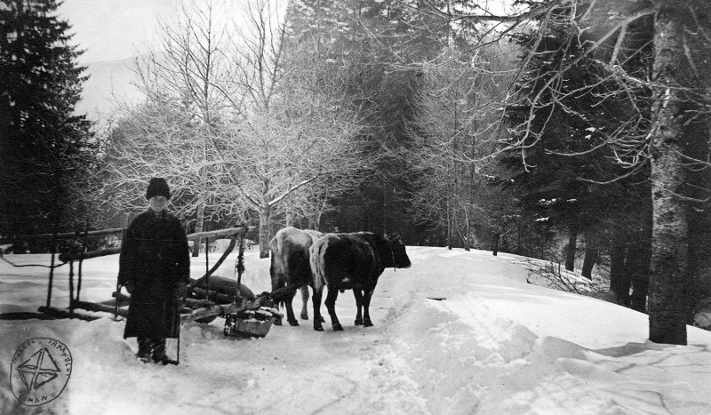 Sursa foto: Arhiva de Imagine MȚR - Colecția Emil Schwartz | Peisaj montan, Sinaia, județul Prahova, 1890-1940(SE-824) - preluat de pe www.facebook.com/@MuzeulTaranului